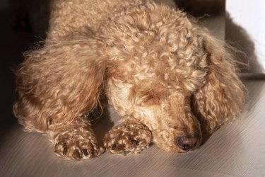 An apricot poodle with curly golden hair lies in the sunlight