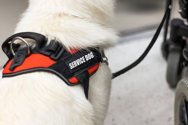 Service dog with red vest next to disabled person