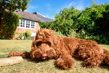 A pet puppy dog lying down on the lawn in a garden during hot weather