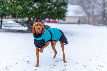Beautiful Vizsla Dog Wearing Blue Winter Coat Enjoying Snowy Day Outdoors.