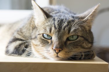 Marble cat looking at you