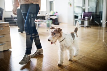 Woman walking with dog on a leash in an office