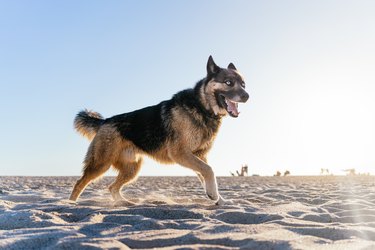 photo of a dog with blue eyes and funny gesture on the beach at sunset