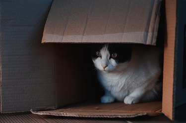 Tabby cat peeking out of a cardboard box and looking curious around at night