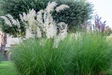 Beautiful bush of pampas grass in the natural park. Floral blooming pampas grass in summer. Spanish flora, la Manga del Mar Minor.