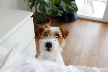 Cute furry jack russell terrier pup