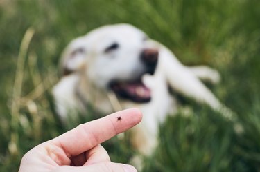 Tick on human finger against dog