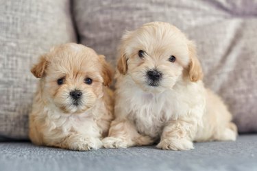 two sitting brown puppies maltipoo look into the camera