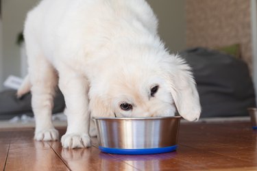 White puppy eats from a bowl indoors