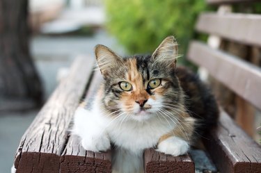 Huge noble Maine coon cat lies impressively on white bench in the garden and looks at the camera