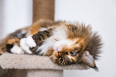 Charming Maine coon cat looking at the camera on cat tree near the light wall of the house. Scratching post.