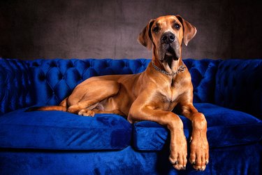 Great Dane dog sitting on a blue sofa.