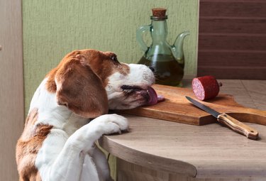 Beagle eats sausage from the table.