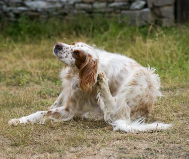 spotted brown and white dog scratching its ear with its leg on the grass