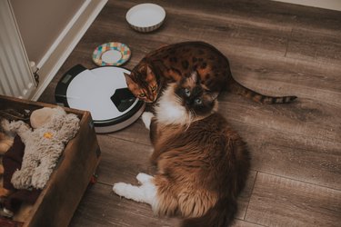 Ragdoll and Bengal cats waiting for food beside an automatic cat feeder