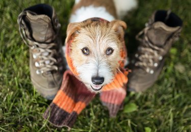 Cute happy pet dog wearing a scarf and smiling, autumn, fall background