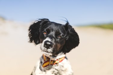 portrait of breton spaniel dog at the beach
