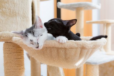 black and white cute kitten relaxing inside cat bed