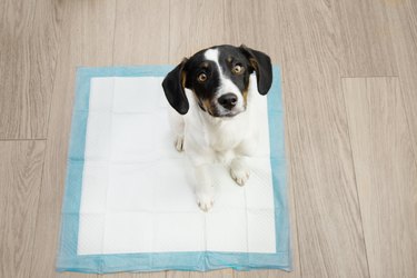Portrait puppy dog sitting on a pee training pad,Gerona,Girona,Spain