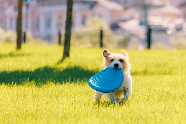 Jack Russell terrier plays with frisbee on a sunny lawn