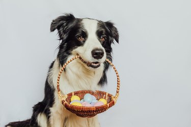 Happy Easter concept. Preparation for holiday. Cute puppy dog border collie holding basket with Easter colorful eggs in mouth isolated on white background. Spring greeting card.