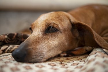 Portrait of an old gray-haired dachshund who is resting at home lying on the couch.