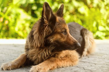 German shepherd dog is lying on the pavement, looking away. Close up, blurred greenery in the background.