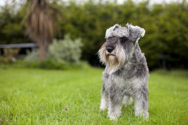 Miniature Schnauzer Standing In Garden