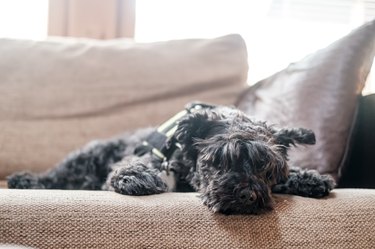 Cute shaggy schnauzer relaxing on a sofa