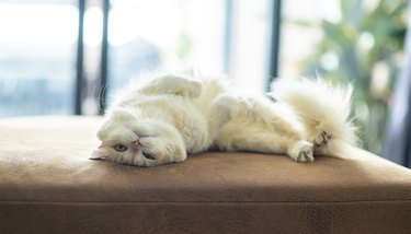 White and brown Persian cat with a cute face.