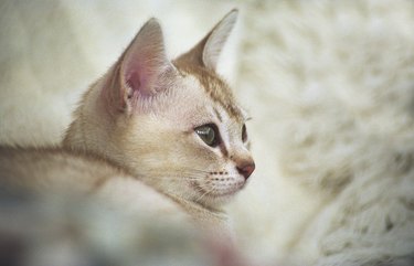 Burmilla kitten profile portrait.