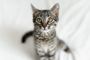 Close up of domestic small tabby kitten with big eyes. Curious cat lifestyle shot. Adorable cozy feline friend. Animal portrait with big eyes.