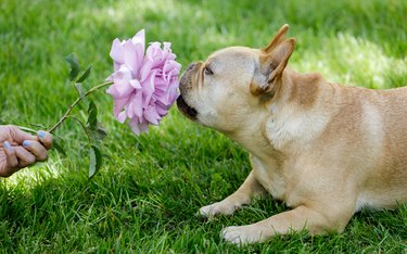 5-Year-Old Tan Male Frenchie Sniffing Pink Rose