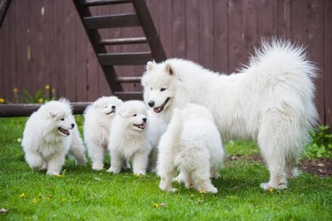 An adult Samoyed dog with four Samoyed puppies standing on grass