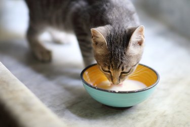 gray kitten drinks milk