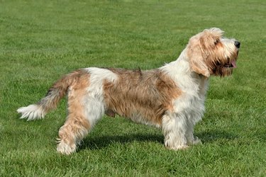 Small Basset Griffon