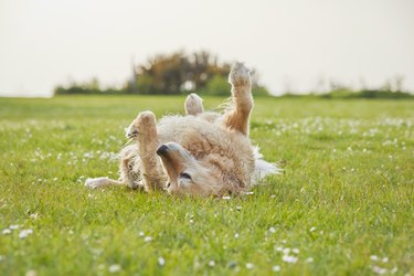 Golden Retriever rolling on grass in park