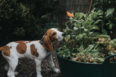 Beagle Puppy sniffing Flowers