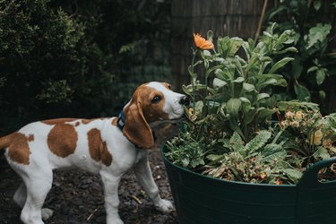 Dog Scent Training Kits: The Best Options for Beginners to Pros