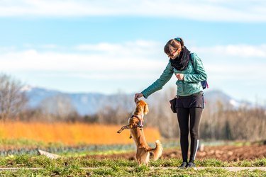 On the Sunny Winter Day Woman Training her  Kooikerhondje Dog by Giving him Snacks