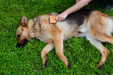 Dog grooming. The girl on the green grass is combing the fur of a German shepherd. A woman is caring for her German shepherd dog, combing a dog