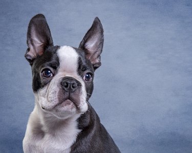 Closeup of a brown and white dog