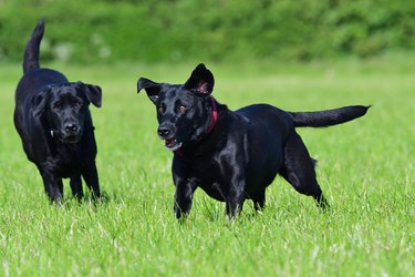 Black Labrador