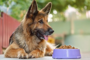 German Shepherd dog lying next to a bowl with kibble dog food, looking to the right, tongue is hanging out