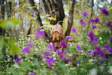 Happy vizsla dog running through violet flowers in the forest