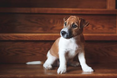 Portrait of a beautiful white and brown Jack Russell Terrier puppy sitting on a wooden ladder.