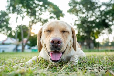 Close-Up Of Dog On Field