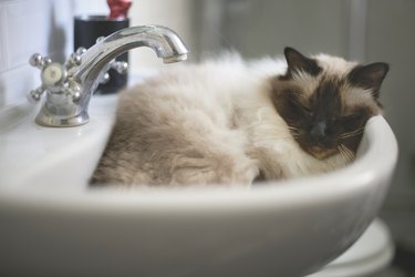 Birman cat sleeping in a bathroom sink.