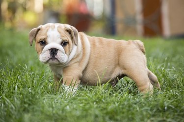 how to take care of english bulldog puppies