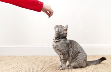 Feeding pet cat with treat